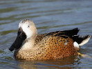 Red Shoveler (WWT Slimbridge April 2011) - pic by Nigel Key